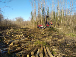 Exploitation forestière  Landes