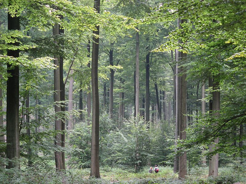 Sarl B. Ligneau et fils - exploitation de forêt à Réaup-Lisse